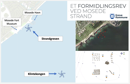 Formidlingsrev Strandgreven og Klintekongen