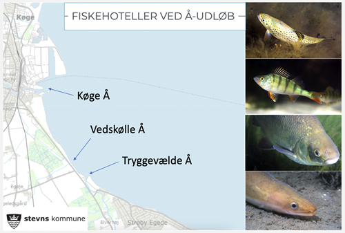 Fiskehoteller nær Køge Å, Vedskølle Å og Tryggevælde Å